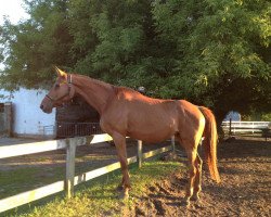 horse Goldblume (Brandenburg, 1991, from Gotenstern)