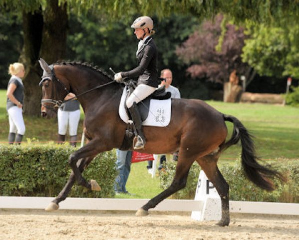 broodmare Nearly Perfect (Trakehner, 2012, from Rheinklang)