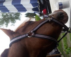 dressage horse Carlos 665 (German Riding Pony, 2007, from Joldis Charmant)