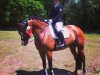 dressage horse Whenever 18 (Hanoverian, 2002, from Werlindo)