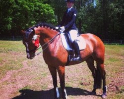 dressage horse Whenever 18 (Hanoverian, 2002, from Werlindo)