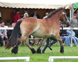 broodmare Stute von Nemo (Rhenish-German Cold-Blood, 2010, from Nemo I)