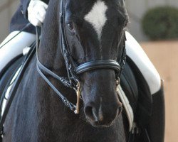 dressage horse Leo 150 (Hessian Warmblood, 1995, from Luxelot)