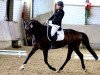 dressage horse Dorina's Diamond (Westphalian, 2008, from Don Frederico)