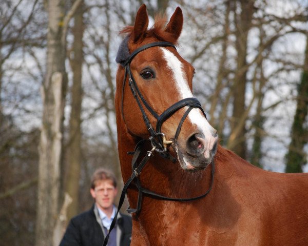 horse Pernodiac (Westphalian, 1997, from Prominenz)