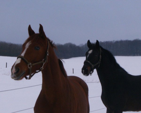 broodmare Quibelle la rouge (Westphalian, 2006, from Qusander)