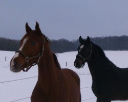 broodmare Quibelle la rouge (Westphalian, 2006, from Qusander)