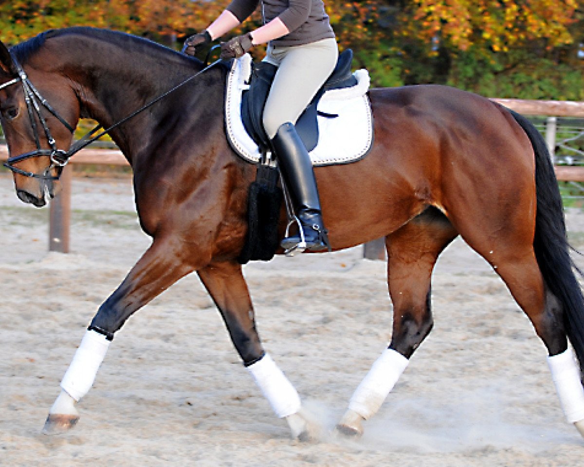 Zuchtstute Lorett (Westfale, 2005, von Lord Sinclair II)