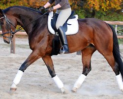 broodmare Lorett (Westphalian, 2005, from Lord Sinclair II)