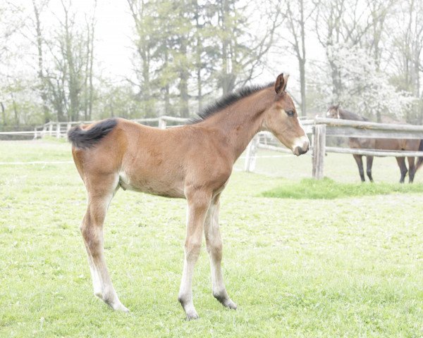 horse Irrocco Blue (KWPN (Royal Dutch Sporthorse), 2013, from Jimtown)