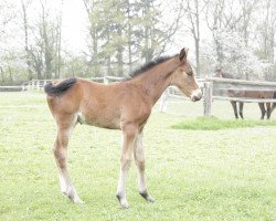 horse Irrocco Blue (KWPN (Niederländisches Warmblut), 2013, from Jimtown)