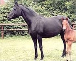 broodmare Fenela (Oldenburg, 1981, from Barsoi xx)