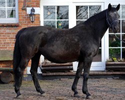 broodmare Feldmaus (Oldenburg, 1995, from Rubinstein I)