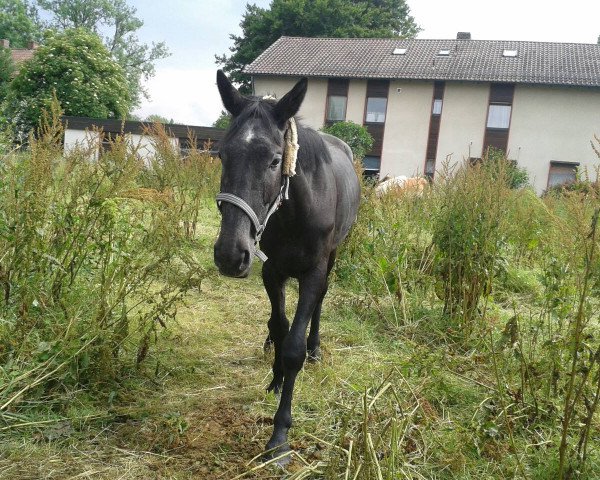 broodmare Bella Donna (Holsteiner, 2011, from VDL Cardento 933)