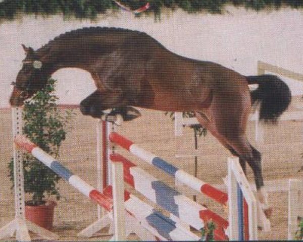 horse Amicus (Holsteiner, 2002, from Aljano)