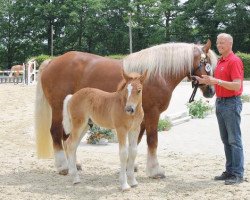 horse Hengst von Henk (Rhenish-German Cold-Blood, 2013, from Henk)