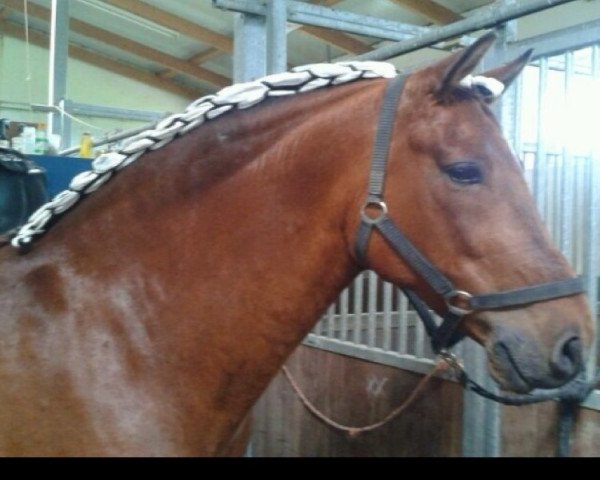 horse Andaluz LXXV (Pura Raza Espanola (PRE), 2005)