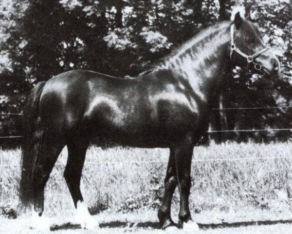 stallion Black Magic (Welsh-Pony (Section B), 1965, from Chirk Crogan)
