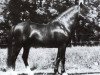 stallion Black Magic (Welsh-Pony (Section B), 1965, from Chirk Crogan)
