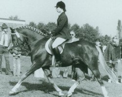 stallion Derby (German Riding Pony, 1977, from Dandy)