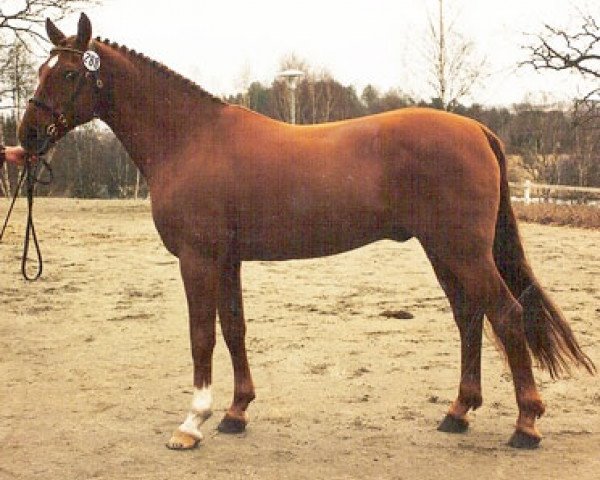 stallion Derano (German Riding Pony, 1982, from Derby)