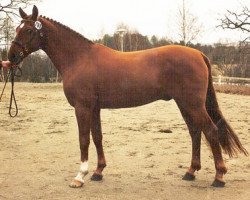 Deckhengst Derano (Deutsches Reitpony, 1982, von Derby)