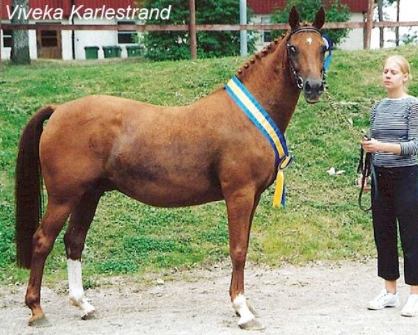 broodmare Derana (German Riding Pony, 1986, from Derano)