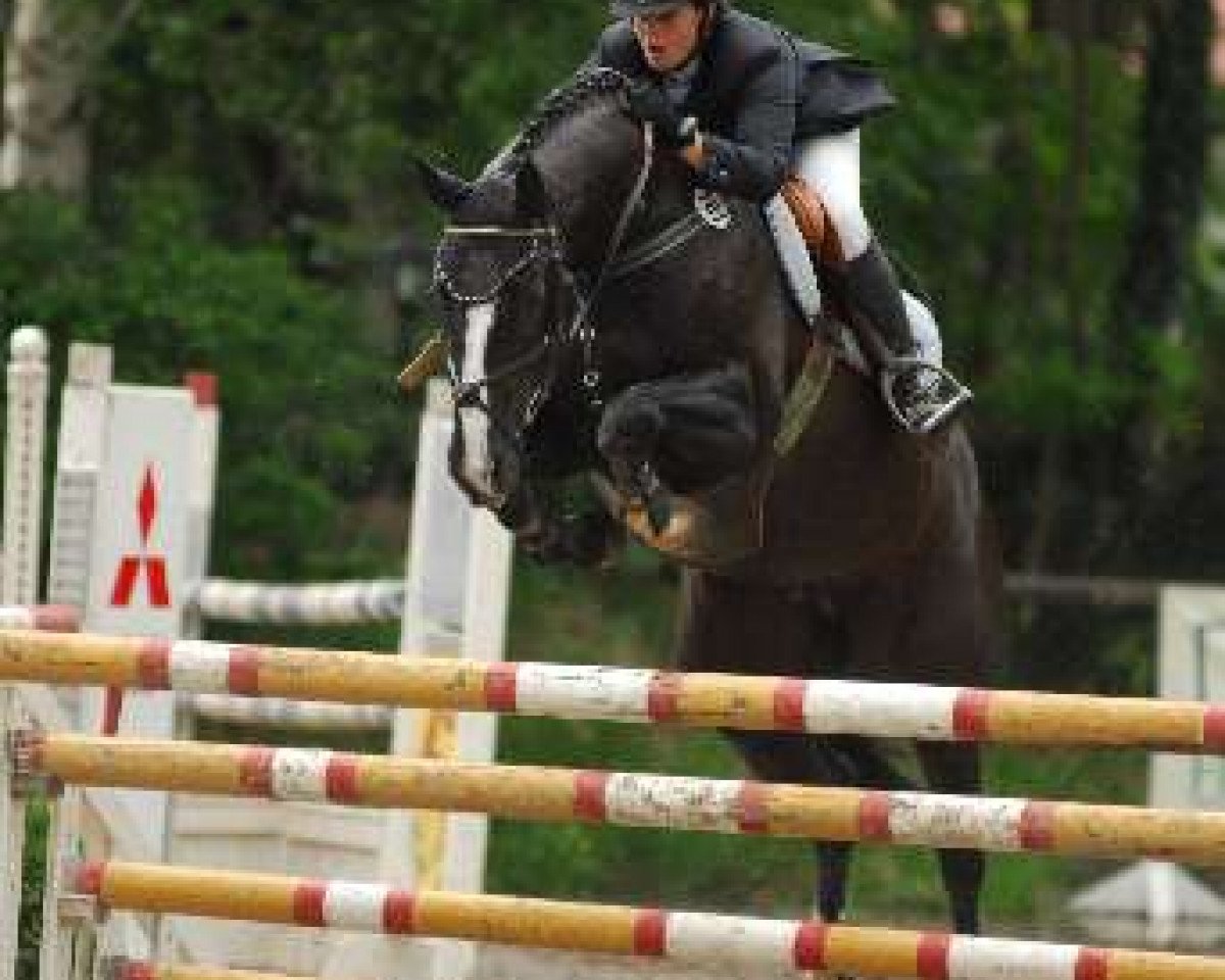broodmare Grace Cally (Hanoverian, 1997, from Grand Cru)