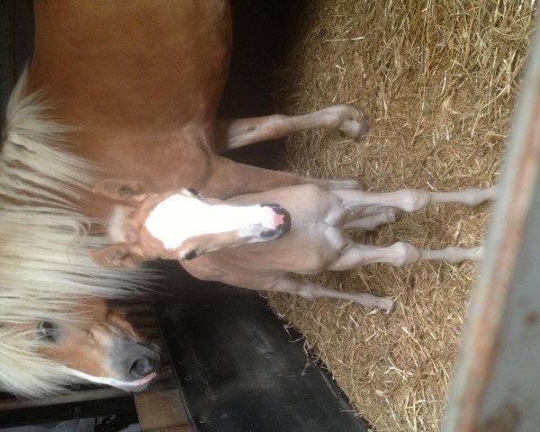 broodmare All Inklusive (Haflinger, 2013, from Argentino II)