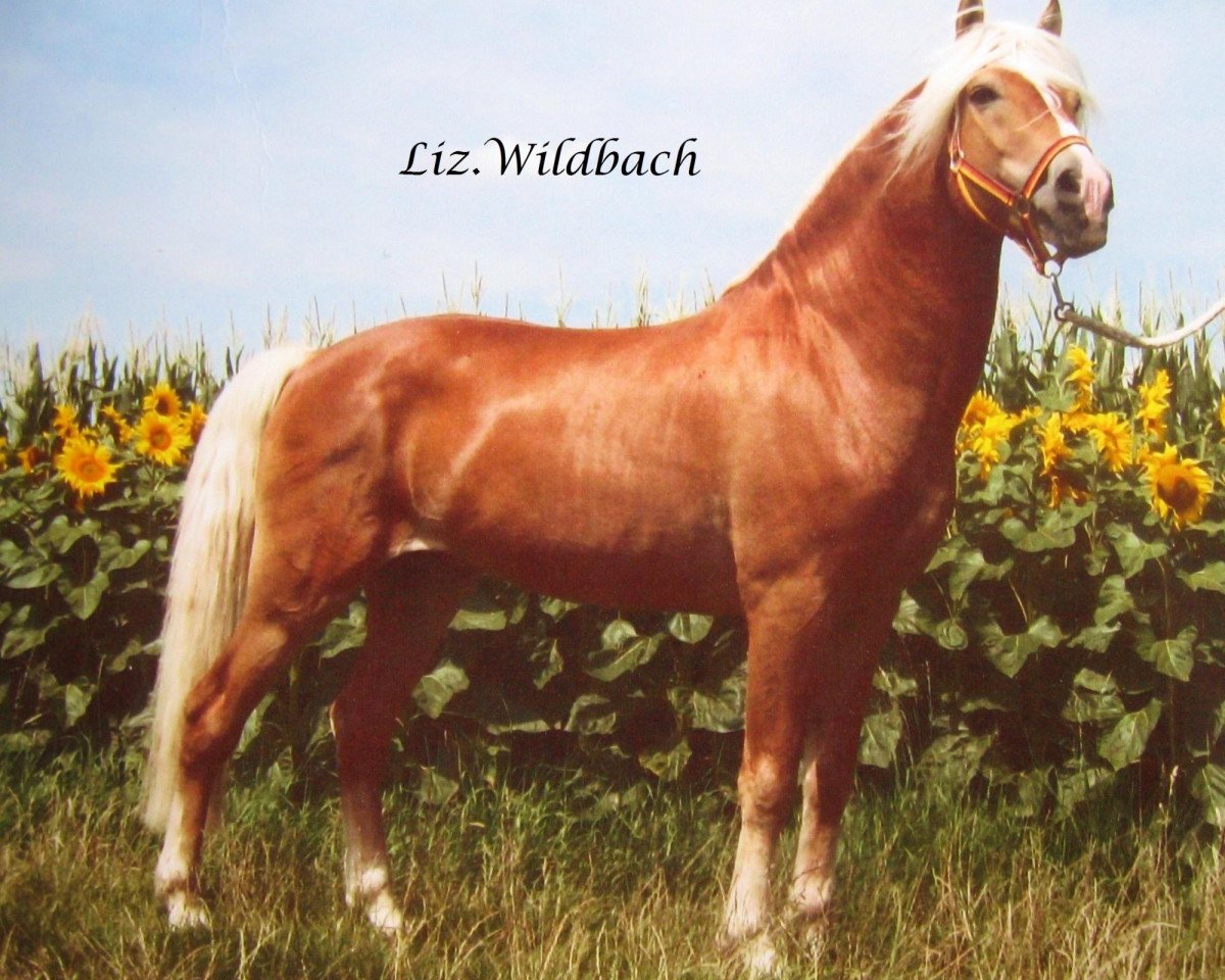 Deckhengst Wildbach (Haflinger, 1992, von Winterstein)