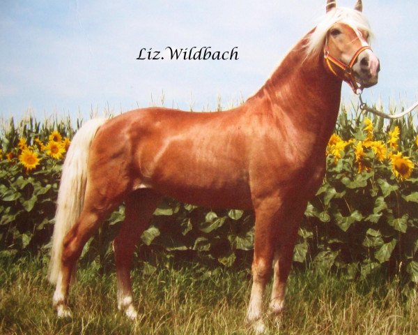 stallion Wildbach (Haflinger, 1992, from Winterstein)