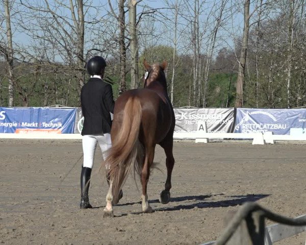 Reitturnier Scharnebeck 2022