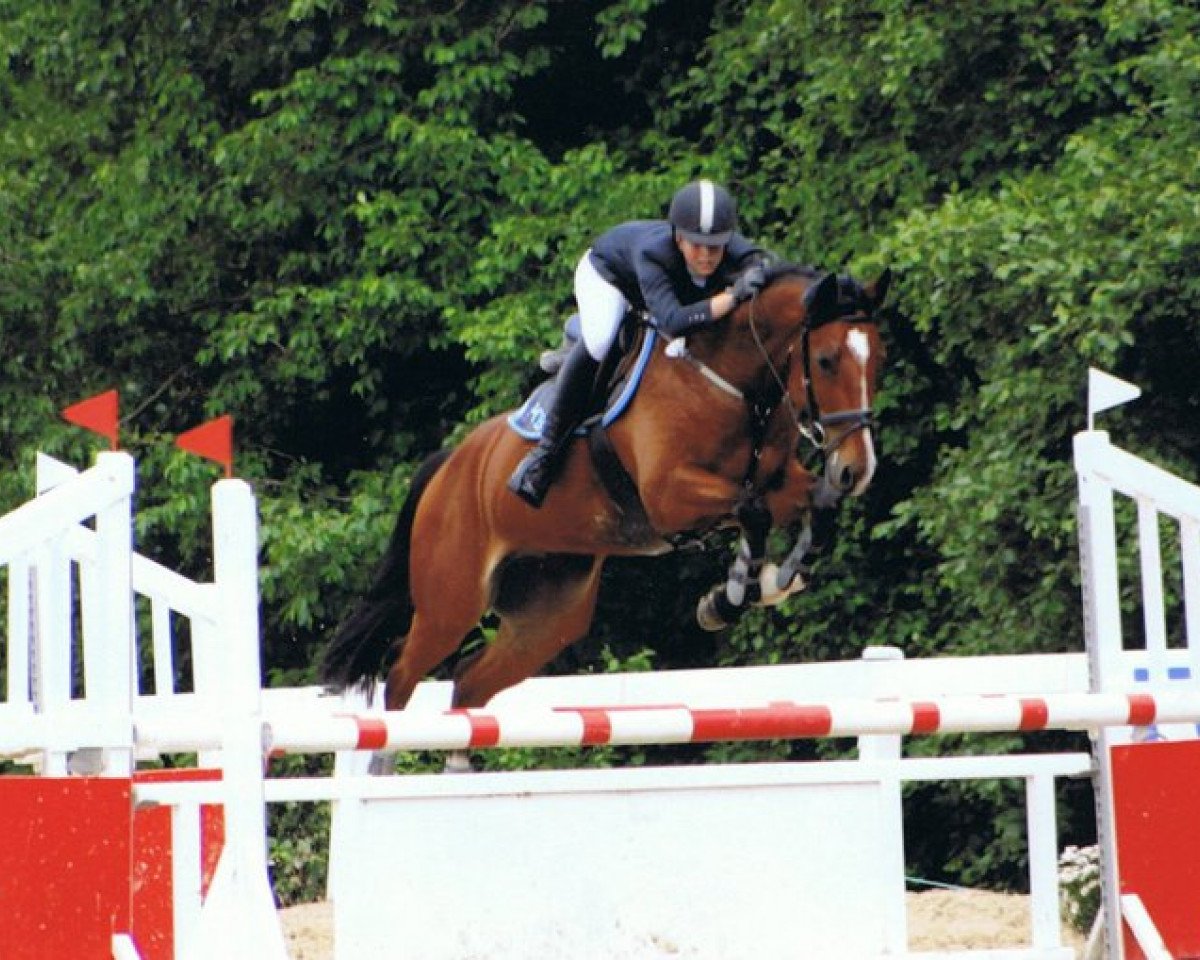 Pferd Casus Knaxus (Oldenburger Springpferd, 2002, von Contender)