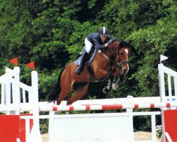 horse Casus Knaxus (Oldenburg show jumper, 2002, from Contender)