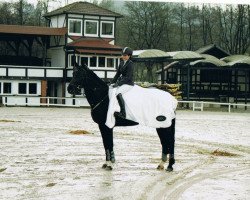 Zuchtstute Rusty (Westfale, 1990, von Rosenkavalier)