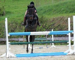 jumper Eddi-The-Eagle (Hanoverian, 2000, from Escudo I)