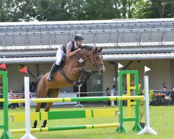 jumper Faune THC (anglo european sporthorse, 2015, from Caruso de Trebox)