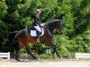 dressage horse Zauberfunke (Trakehner, 2009, from Interconti)