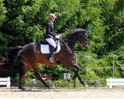 dressage horse Zauberfunke (Trakehner, 2009, from Interconti)