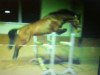 horse Call me Future 2 (KWPN (Royal Dutch Sporthorse), 2007, from Tolan R)