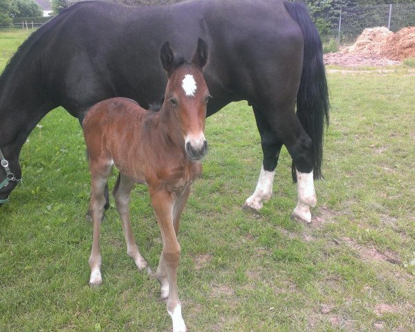 broodmare Eika (Heavy Warmblood, 1999, from Geron)