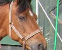 dressage horse Dakota 102 (Westphalian, 1994, from Domingo)