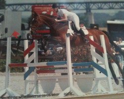 horse Cavalor Biscuit (Holsteiner,  , from Cinico)