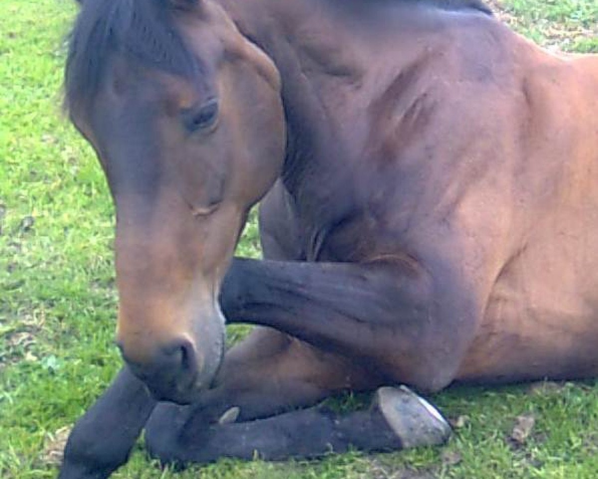 broodmare Baliska von Ludwigsburg (German Sport Horse, 2000, from Basilisk)
