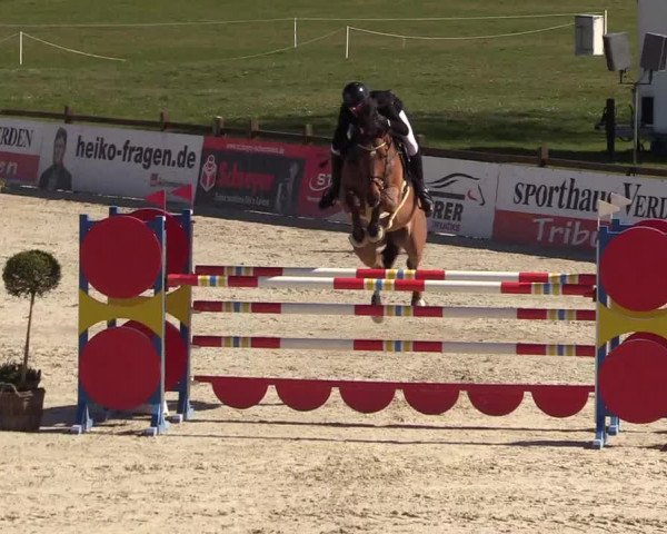 FEI Reitturnier Westergellersen (GER) 2022