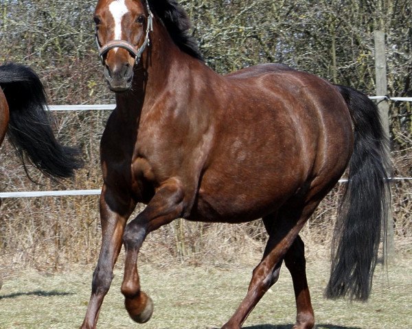 broodmare Wiesenhof's Gilda (Welsh-Pony (Section B), 1999, from Moorkieker Goliath)