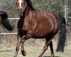 broodmare Wiesenhof's Gilda (Welsh-Pony (Section B), 1999, from Moorkieker Goliath)