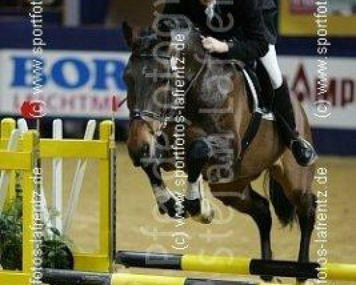 Springpferd Barbarossa 28 (Holsteiner, 1996, von Bachus)