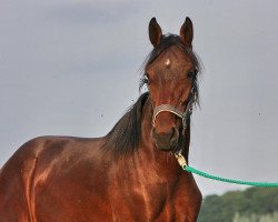 jumper Devine (Rhinelander, 2009, from Cento)