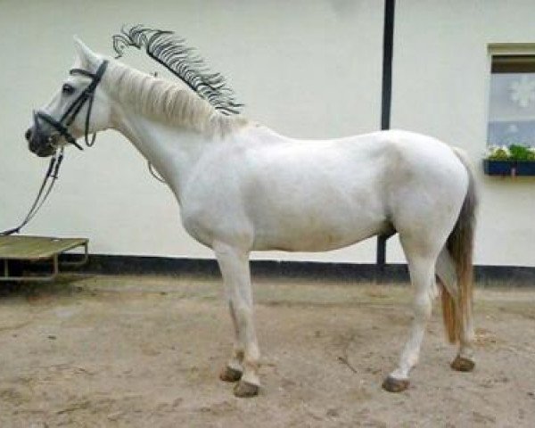 dressage horse Sugar 70 (German Riding Pony, 1991)